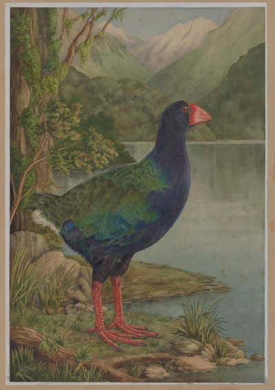Illustrazione ad acquerello di takahe da Lily Attey Daff